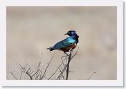 14SerengetiDayGameDrive - 023 * Superb Starling.